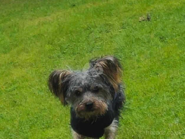 Yorkshire terrier need lovely home for sale in Burnley, Lancashire