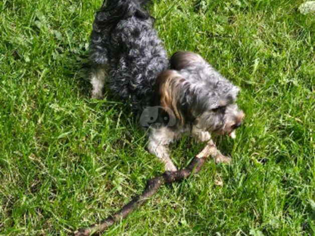 Yorkshire terrier need lovely home for sale in Burnley, Lancashire - Image 2