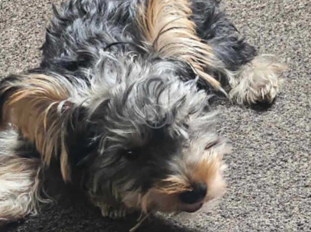 Yorkshire terrier need lovely home for sale in Burnley, Lancashire - Image 3