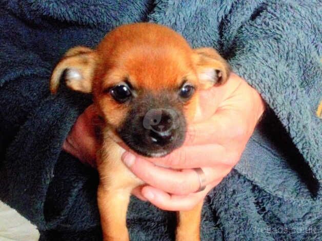 Yorkshire terrier / Norfolk terrier puppy for sale in Blackpool, Lancashire - Image 1