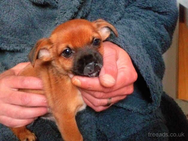 Yorkshire terrier / Norfolk terrier puppy for sale in Blackpool, Lancashire - Image 2