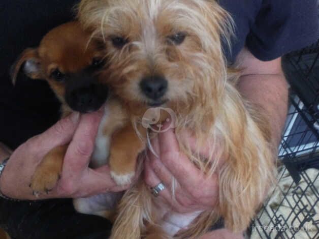 Yorkshire terrier / Norfolk terrier puppy for sale in Blackpool, Lancashire - Image 3