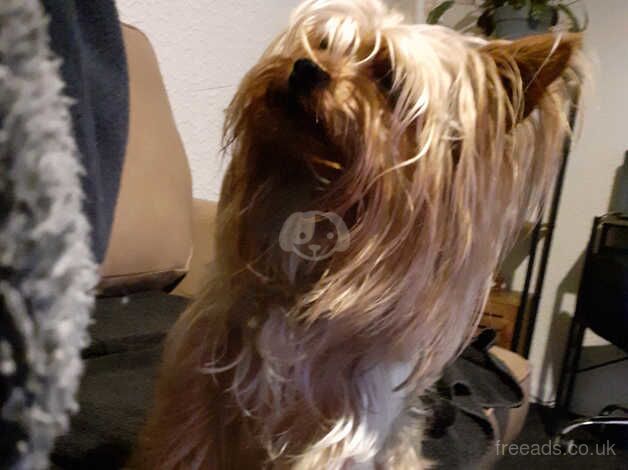 Yorkshire terrier price reduced for sale in Chorley, Lancashire - Image 1