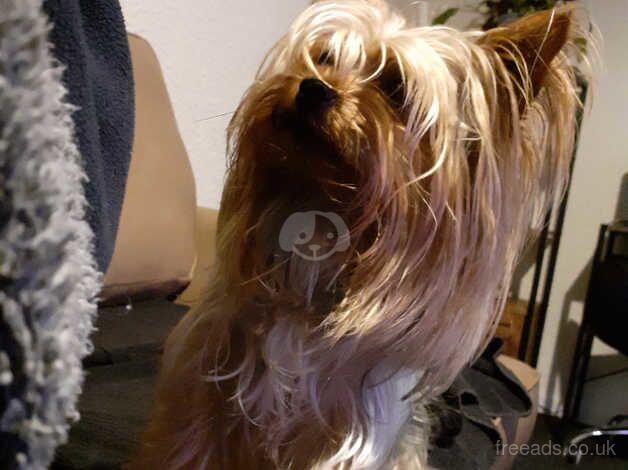 Yorkshire terrier price reduced for sale in Chorley, Lancashire - Image 2