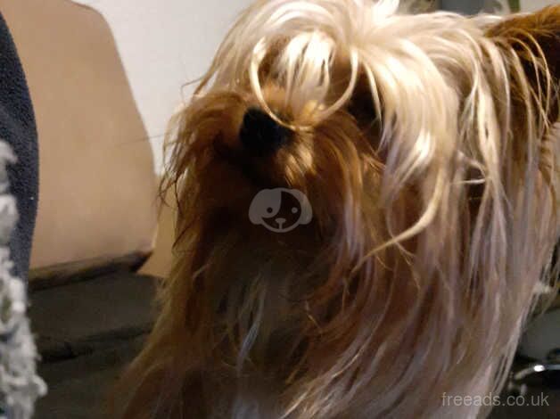 Yorkshire terrier price reduced for sale in Chorley, Lancashire - Image 3