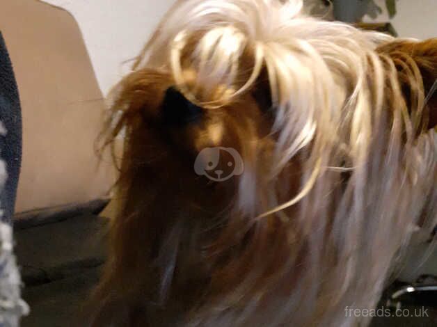 Yorkshire terrier price reduced for sale in Chorley, Lancashire - Image 4