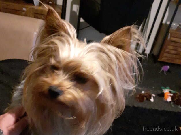 Yorkshire terrier price reduced for sale in Chorley, Lancashire - Image 5