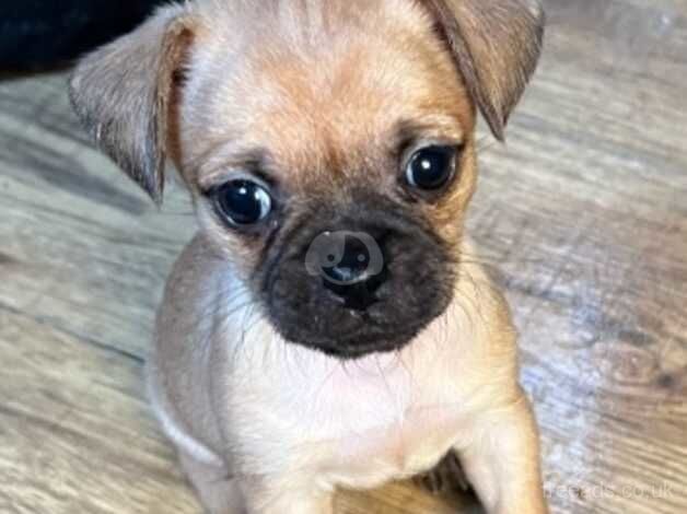 Yorkshire Terrier / Pug for sale in Antrim