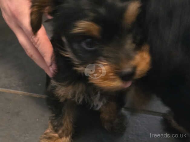 Yorkshire Terrier Puppiers for sale in Chesterfield, Staffordshire