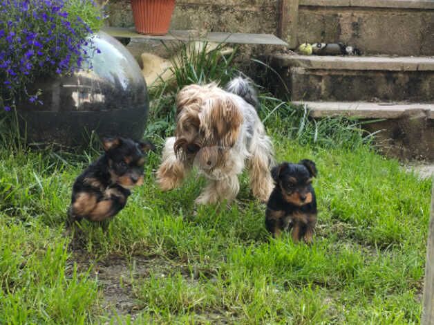 Yorkshire Terrier Puppiers for sale in Chesterfield, Staffordshire - Image 2