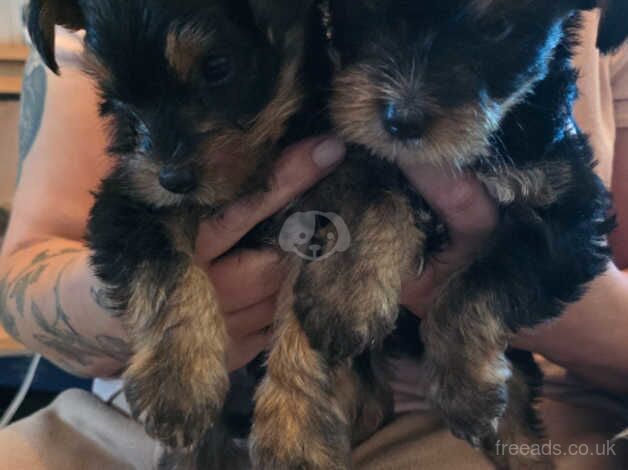 Yorkshire Terrier Puppiers for sale in Chesterfield, Staffordshire - Image 4