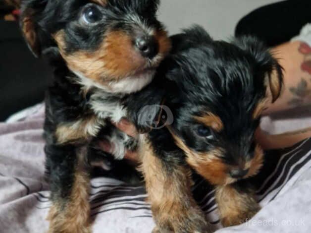 Yorkshire Terrier Puppiers for sale in Chesterfield, Staffordshire - Image 5