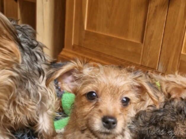 Yorkshire Terrier Puppies, 2 boys 1 girl, ready for homes now! for sale in Stockport, Greater Manchester - Image 2