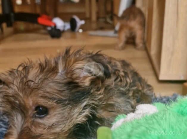 Yorkshire Terrier Puppies, 2 boys 1 girl, ready for homes now! for sale in Stockport, Greater Manchester - Image 3