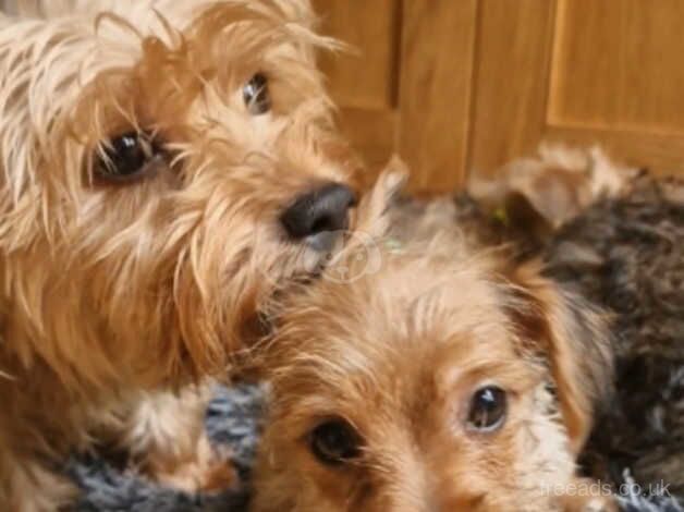 Yorkshire Terrier Puppies, 2 boys 1 girl, ready for homes now! for sale in Stockport, Greater Manchester - Image 4