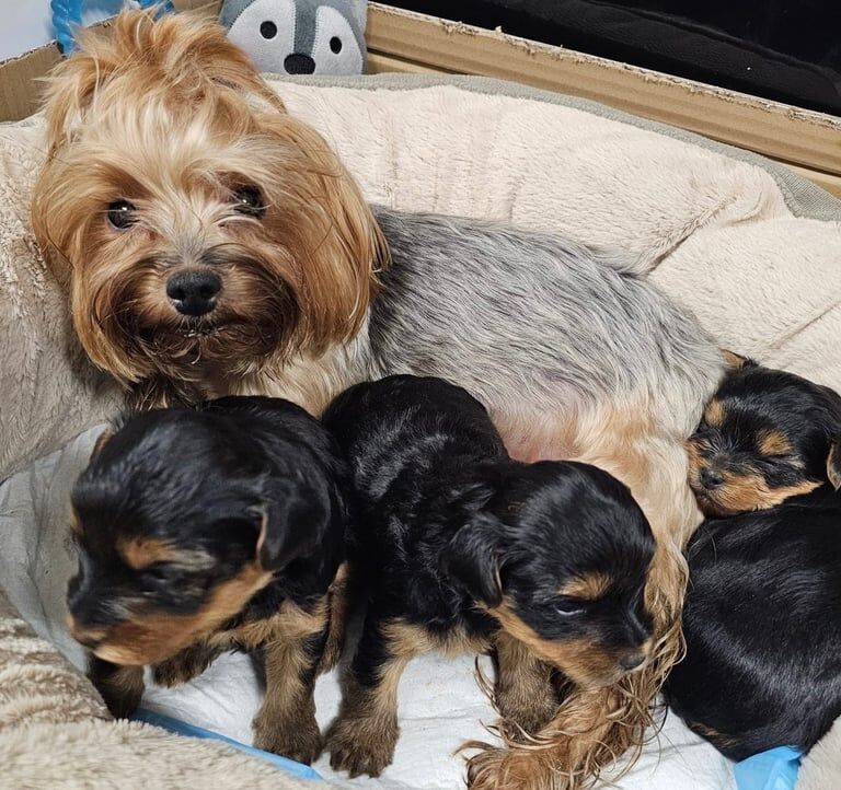 Yorkshire Terrier puppies for sale in Aboyne, Aberdeenshire