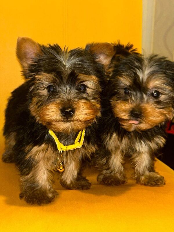 Yorkshire terrier puppies for sale in Wellingborough, Northamptonshire