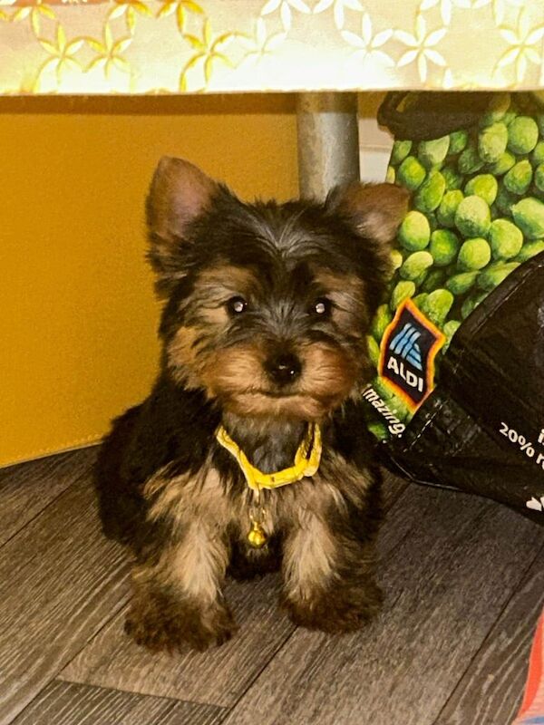 Yorkshire terrier puppies for sale in Wellingborough, Northamptonshire - Image 2