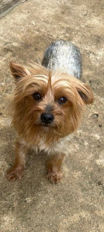 Yorkshire terrier puppies for sale in Wellingborough, Northamptonshire - Image 3