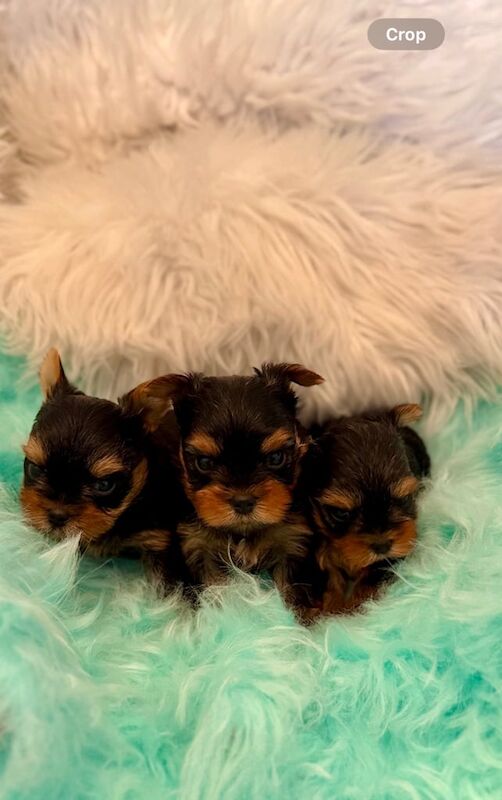 Yorkshire Terrier puppies for sale in Portadown, County Armagh