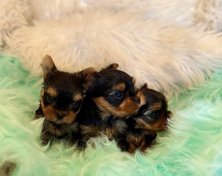 Yorkshire Terrier puppies for sale in Portadown, County Armagh - Image 2