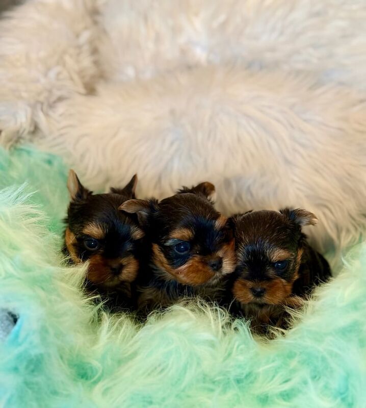 Yorkshire Terrier puppies for sale in Portadown, County Armagh - Image 3