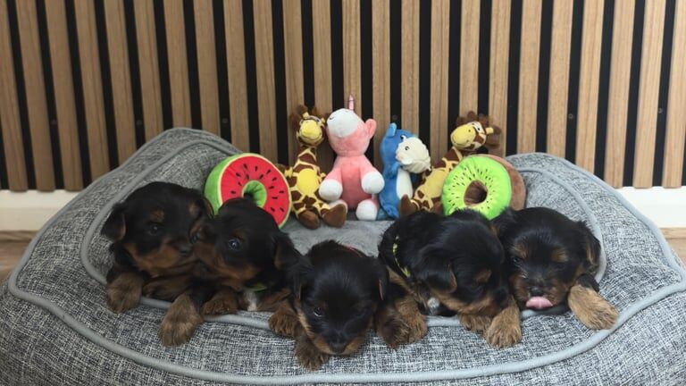 Yorkshire terrier puppies for sale in Boston, Lincolnshire