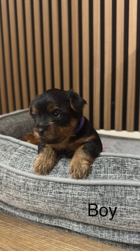 Yorkshire terrier puppies for sale in Boston, Lincolnshire - Image 2