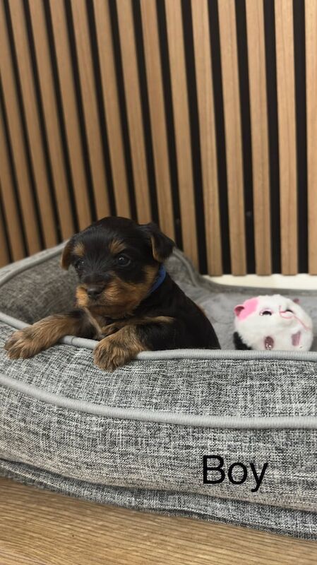 Yorkshire terrier puppies for sale in Boston, Lincolnshire - Image 3