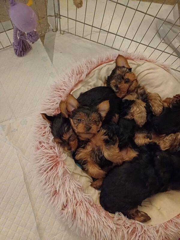 Yorkshire terrier puppies for sale in Tilehurst, Berkshire