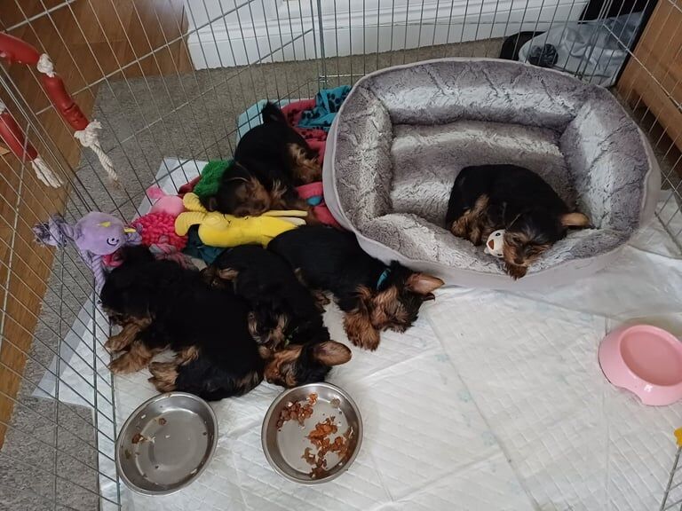 Yorkshire terrier puppies for sale in Tilehurst, Berkshire - Image 3