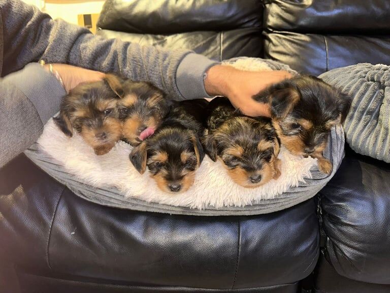 Yorkshire terrier puppies for sale in Croydon, Greater London