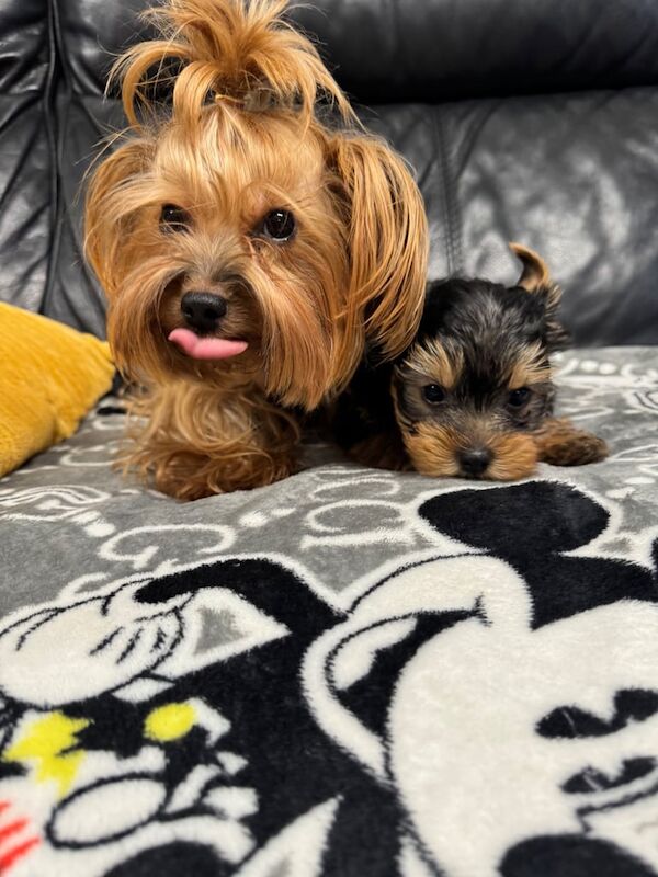 Yorkshire Terrier puppies for sale in Aboyne, Aberdeenshire