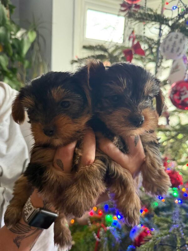 Yorkshire terrier puppies for sale in Wednesbury, West Midlands