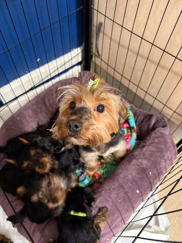 Yorkshire terrier puppies for sale in Wednesbury, West Midlands - Image 2