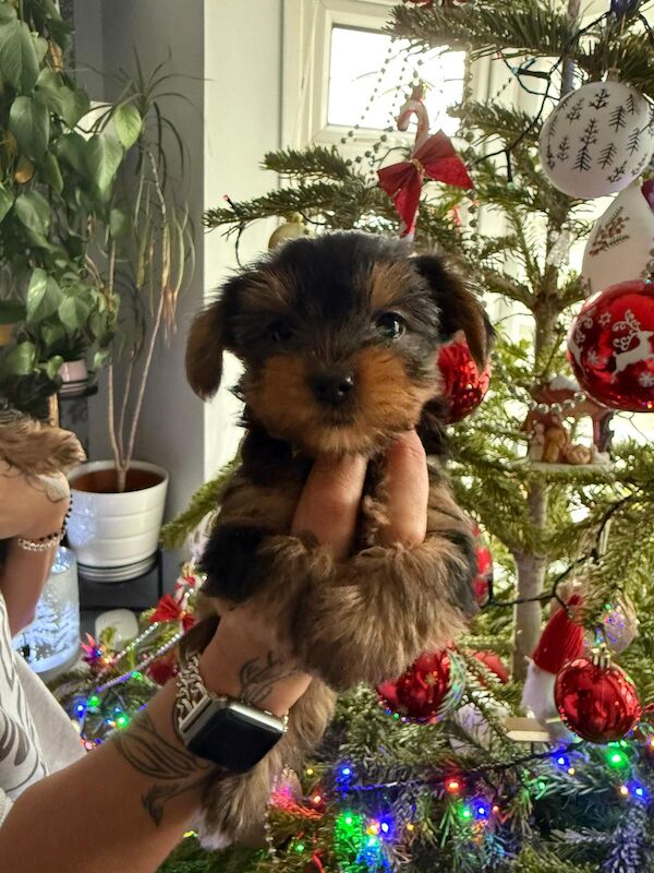 Yorkshire terrier puppies for sale in Wednesbury, West Midlands - Image 3