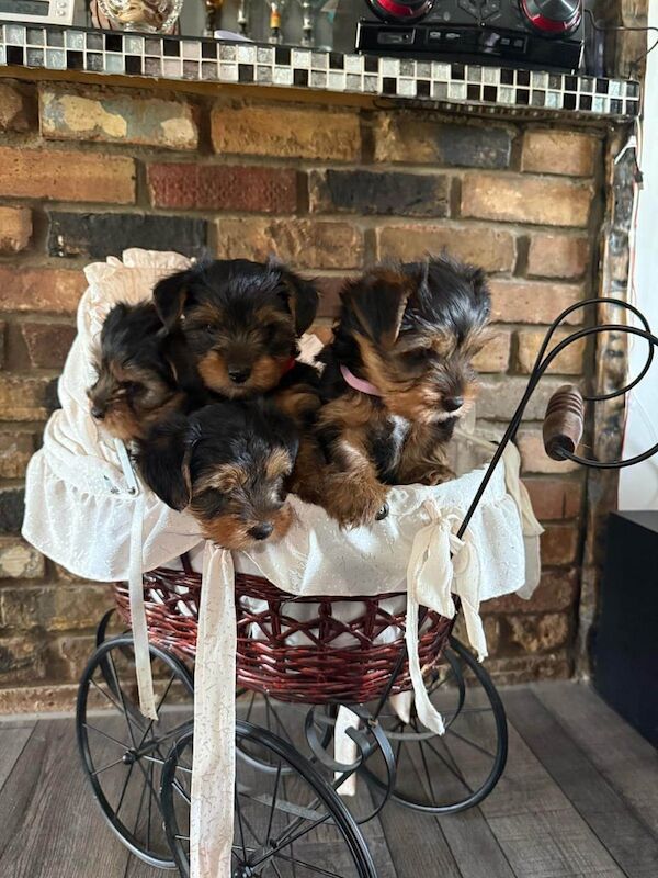 YORKSHIRE TERRIER PUPPIES FOR SALE. for sale in Rochford, Essex