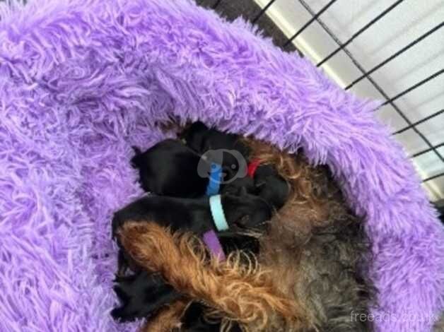 Yorkshire terrier puppies for sale in Bolton, East Lothian