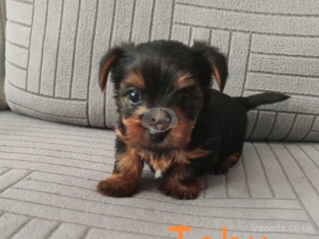 Yorkshire terrier puppies for sale in Carlisle, Cumbria - Image 1