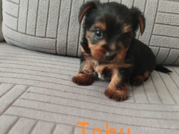 Yorkshire terrier puppies for sale in Carlisle, Cumbria - Image 2