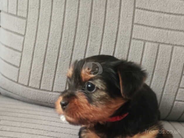 Yorkshire terrier puppies for sale in Carlisle, Cumbria - Image 3