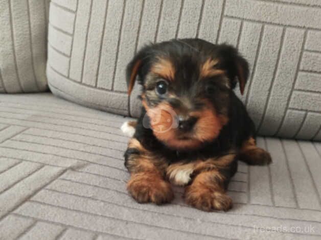 Yorkshire terrier puppies for sale in Carlisle, Cumbria - Image 4