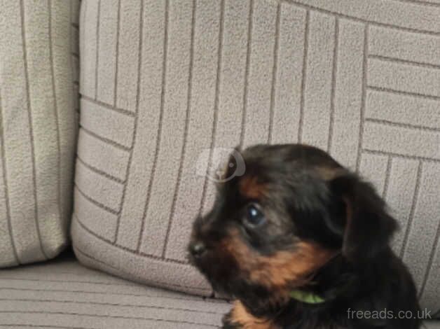 Yorkshire terrier puppies for sale in Carlisle, Cumbria - Image 5