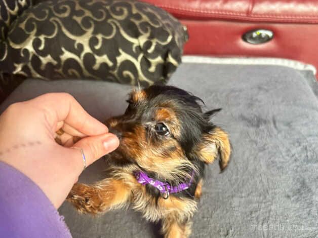 Yorkshire terrier puppies for sale in Hayes, Staffordshire