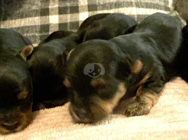 Yorkshire terrier litter for sale in Weymouth, Dorset - Image 1