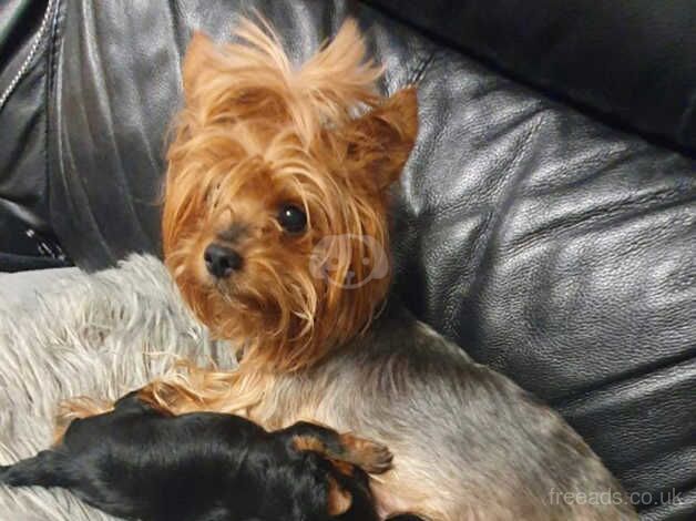 Yorkshire Terrier puppies for sale in Aboyne, Aberdeenshire - Image 2