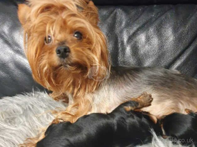 Yorkshire Terrier puppies for sale in Aboyne, Aberdeenshire - Image 3