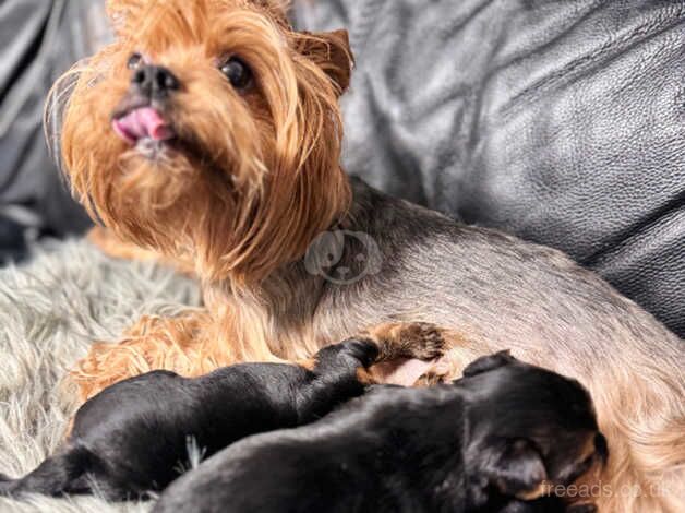 Yorkshire Terrier puppies for sale in Aboyne, Aberdeenshire - Image 4