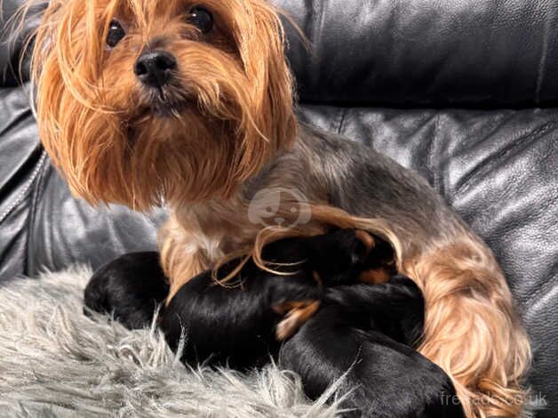 Yorkshire Terrier puppies for sale in Aboyne, Aberdeenshire - Image 5