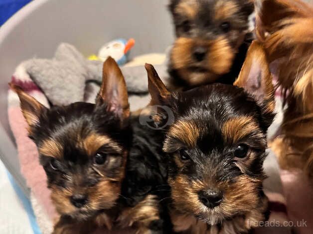 Yorkshire Terrier Puppies for sale in Aboyne, Aberdeenshire - Image 1